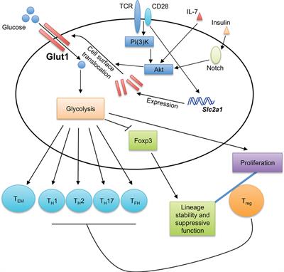 Nutrient and Metabolic Sensing in T Cell Responses